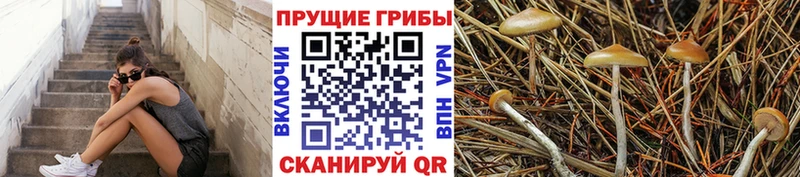Псилоцибиновые грибы Magic Shrooms  Купить закладки  Алзамай 